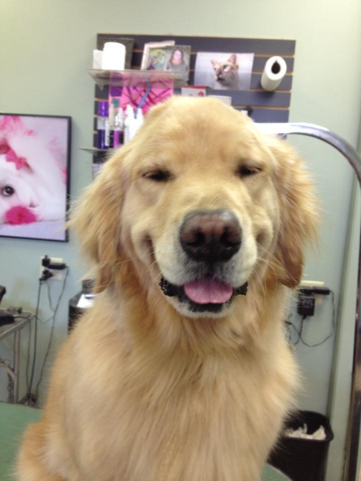 Empire Pets Grooming Boutique and Salon