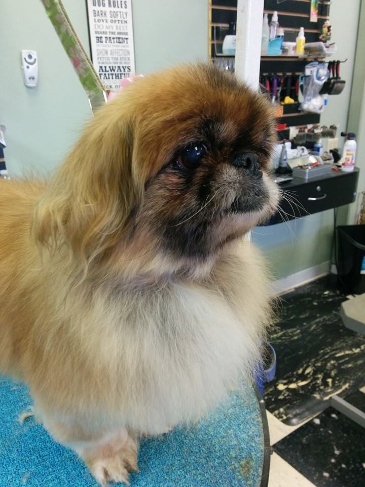 Empire Pets Grooming Boutique and Salon