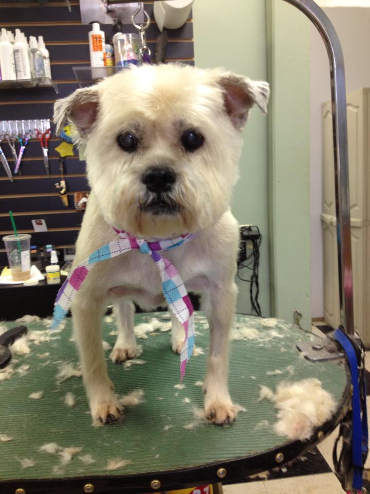 Empire Pets Grooming Boutique and Salon