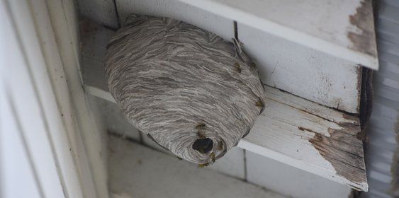 Hornet wasp nest