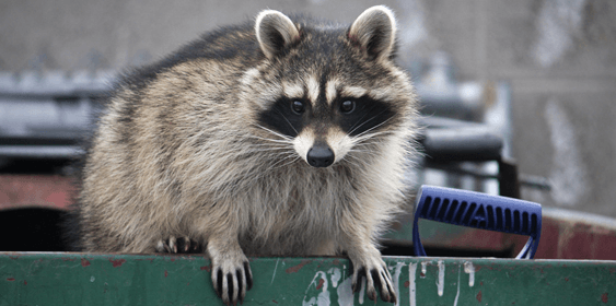 Racoon in a trash container