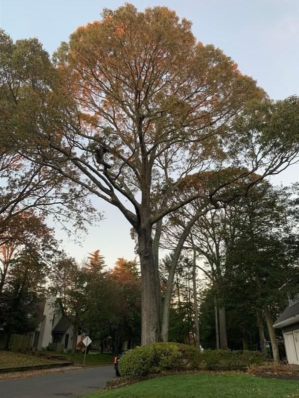 A large tree without leaves is in a yard in front of a house.