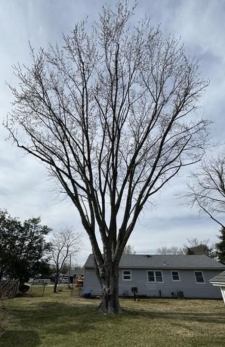 A large tree without leaves is in a yard in front of a house.