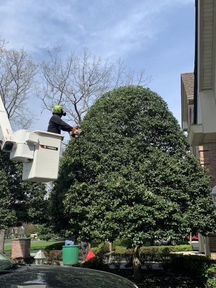 A man in a bucket is cutting a tree in front of a house.