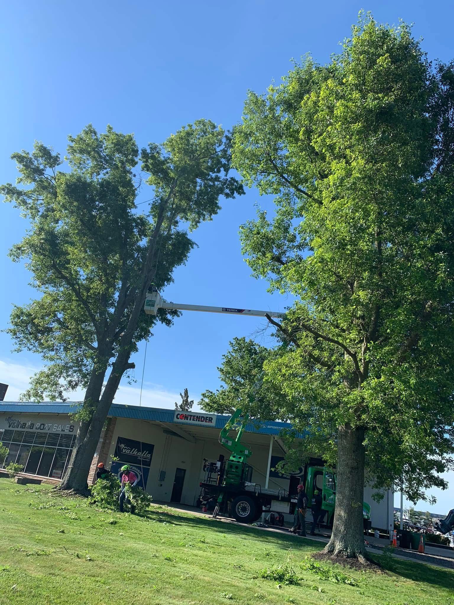 A tree is being cut down by a crane in front of a building.