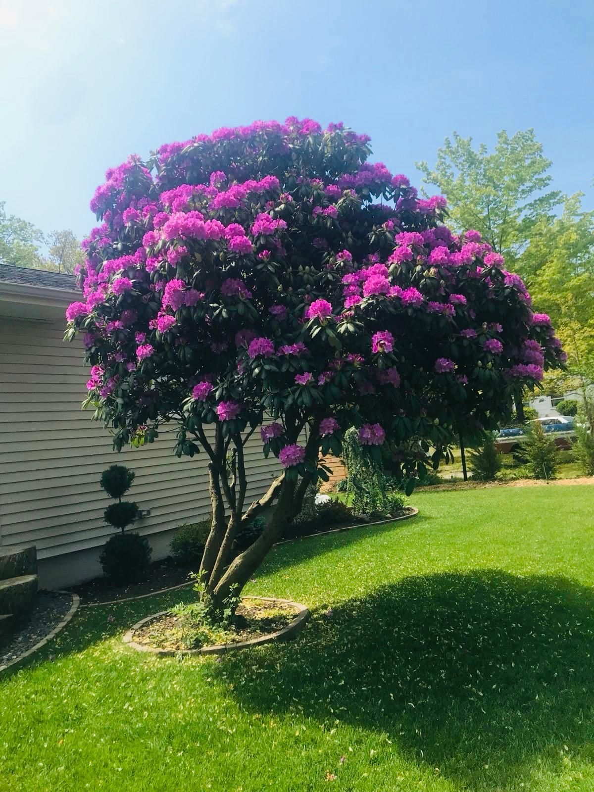 A tree with purple flowers is in a yard in front of a house.