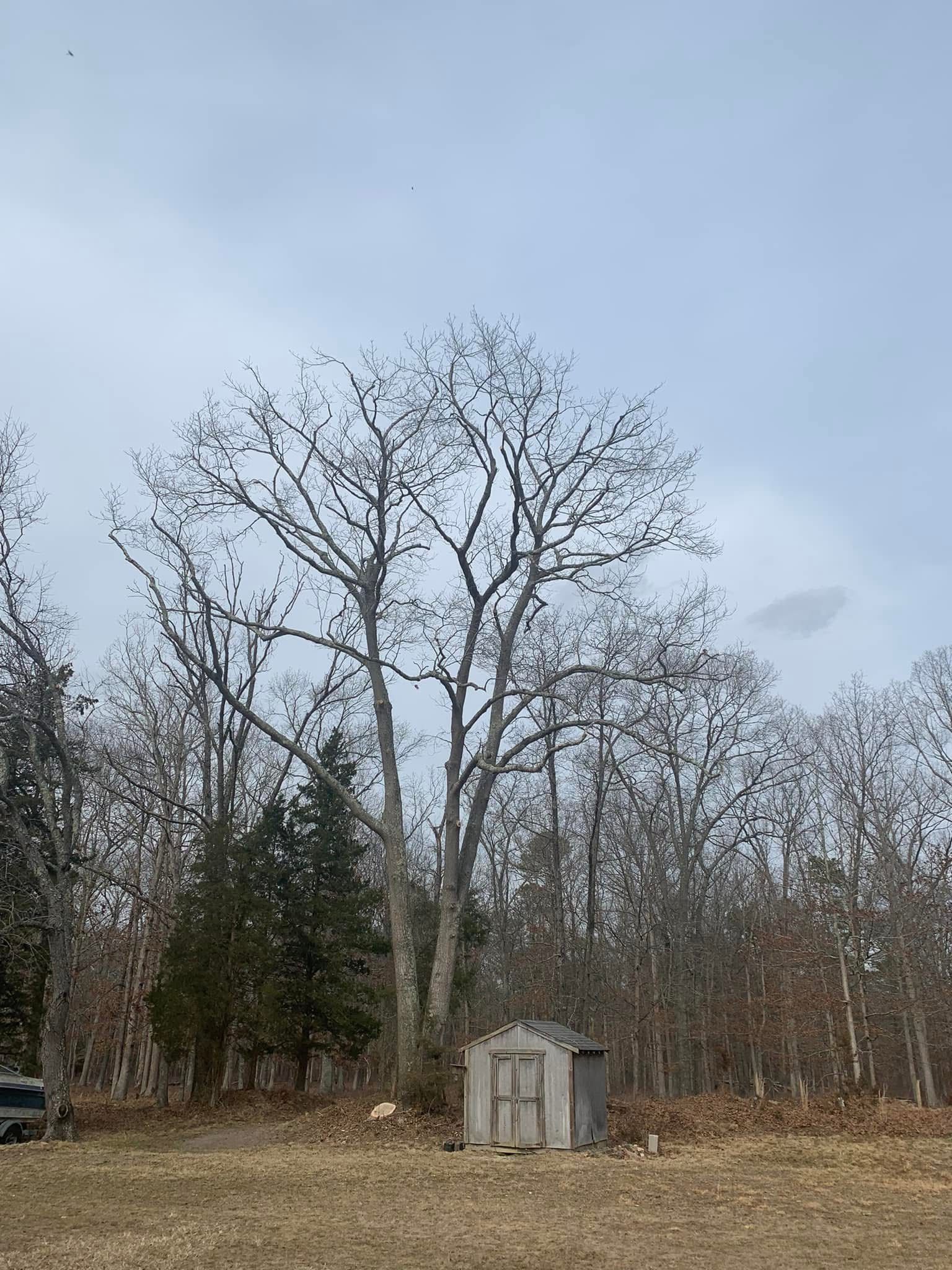 A tall bare tree dominates a field next to a small shed. Overcast sky.