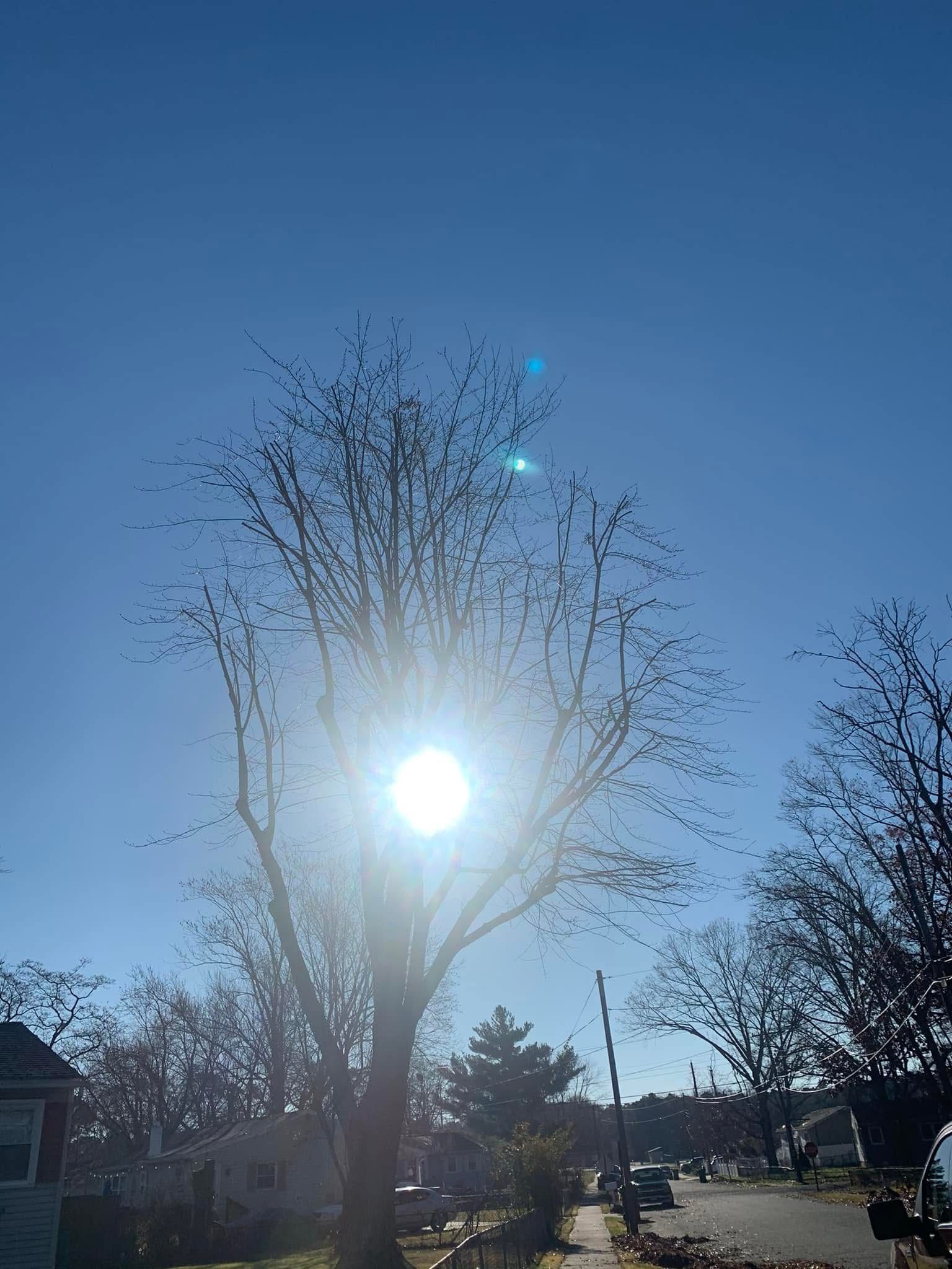 Sun shining through a bare tree on a sunny day; residential street in the background.