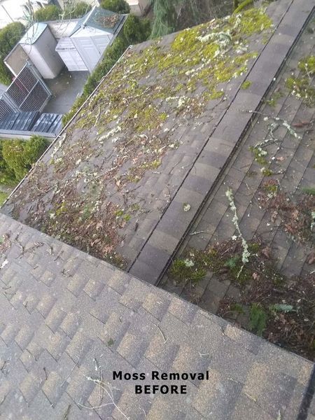 Roof covered in moss, viewed from above, before moss removal.