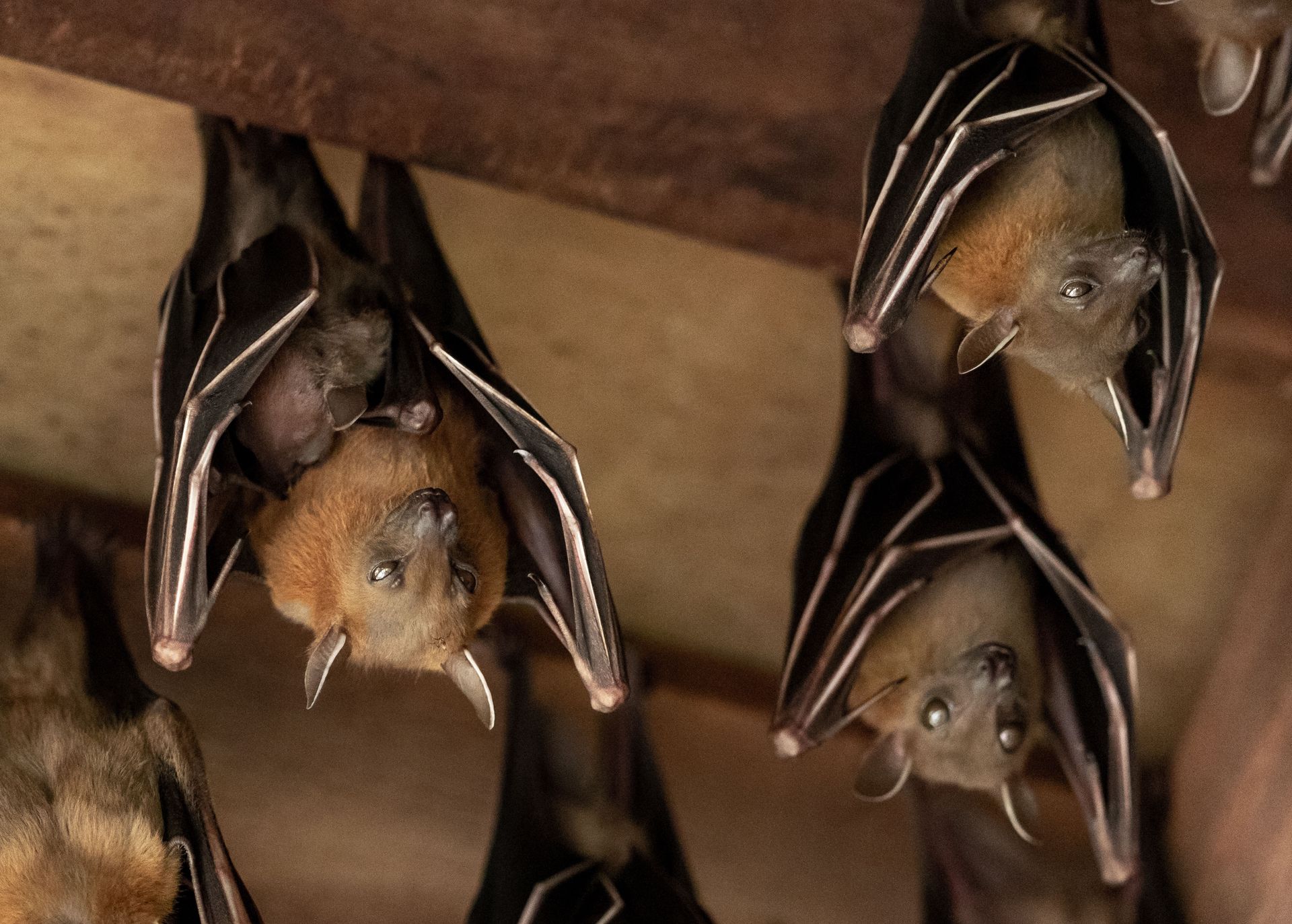 bat removal companies
