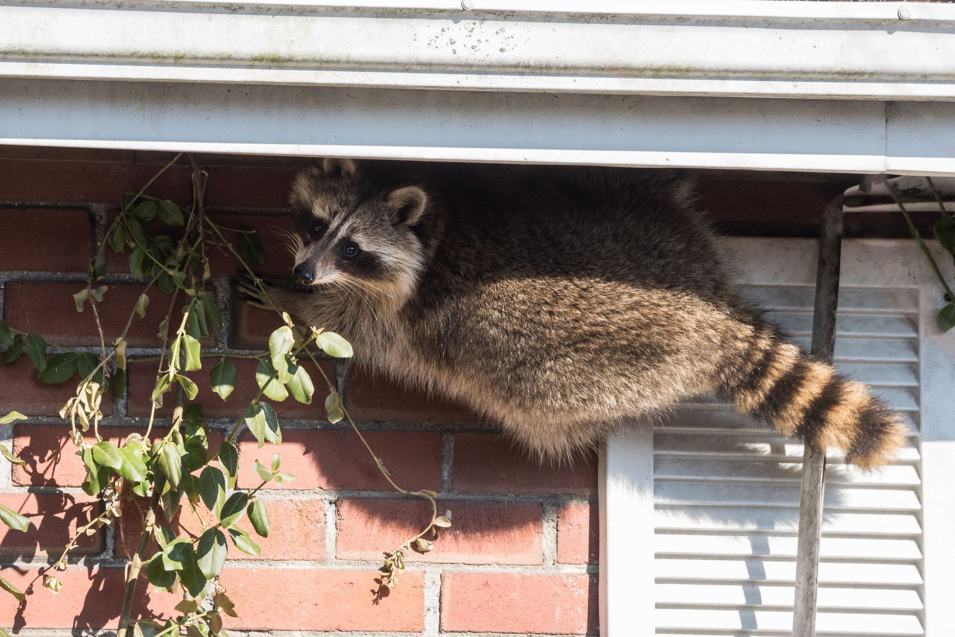Raccoon peeking out of a hole in a brick building with ivy.