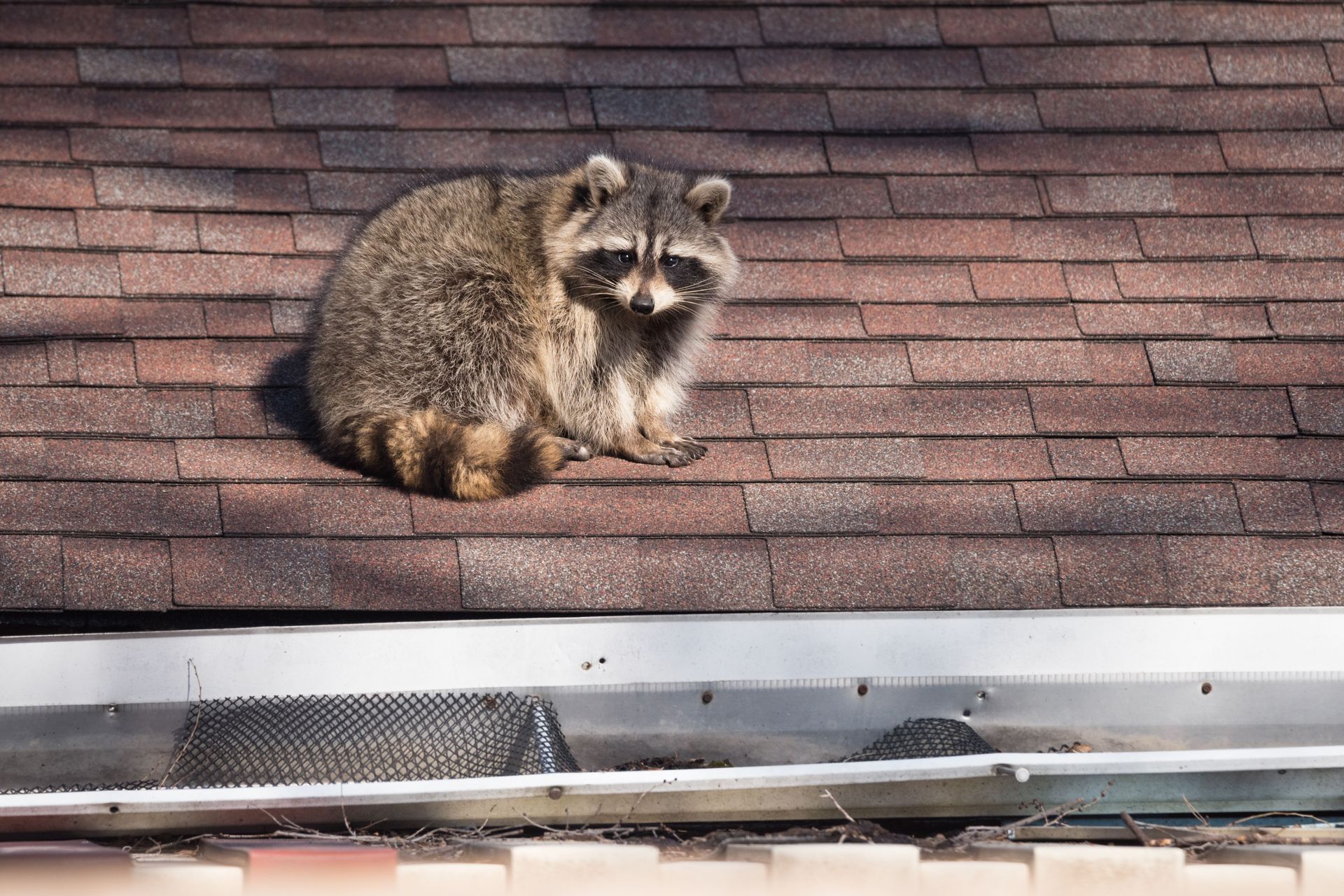 Raccoon sitting on a brown shingle roof, looking down.  A gutter with a wire mesh is below.