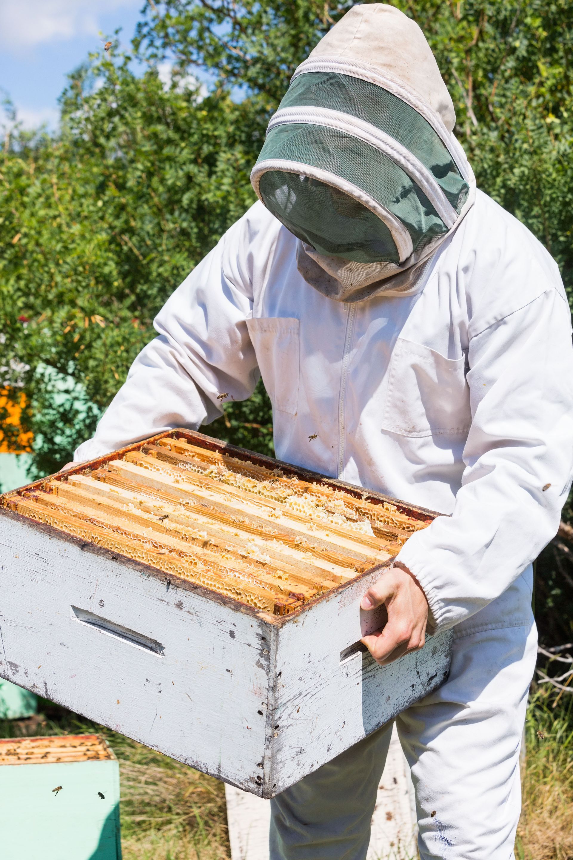 Beekeeper in white protective suit holding a hive frame outdoors.