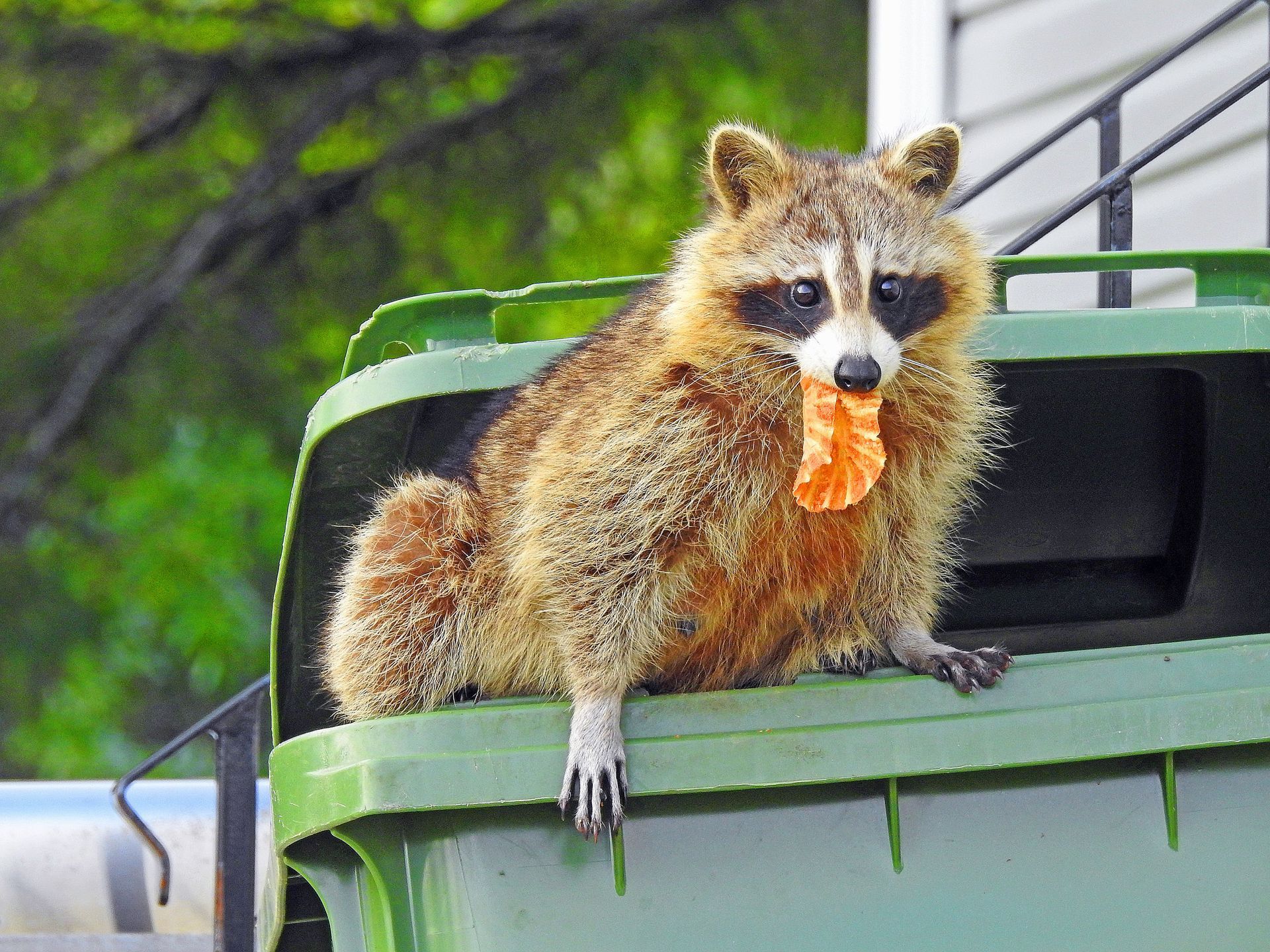 Raccoon perched on a green trash can, eating a piece of food.