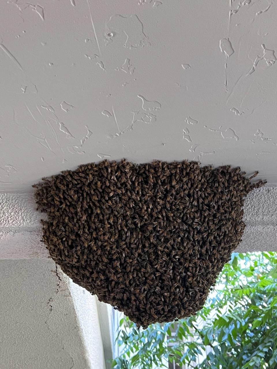 humane bee removal