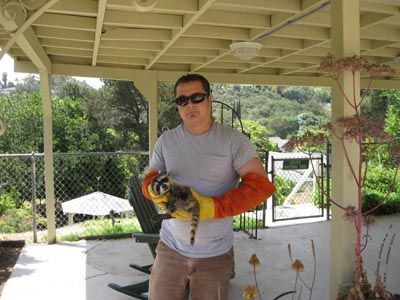 Man holding a raccoon, wearing sunglasses and long orange gloves, under a porch.