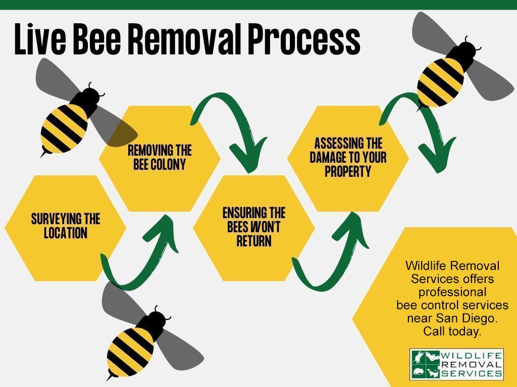 Diagram of the live bee removal process.