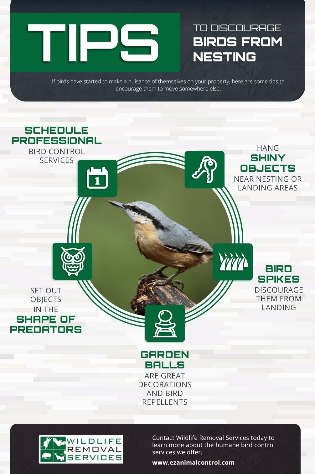 Infographic with tips to deter birds from nesting. Features a bird, calendar, and other deterrents.