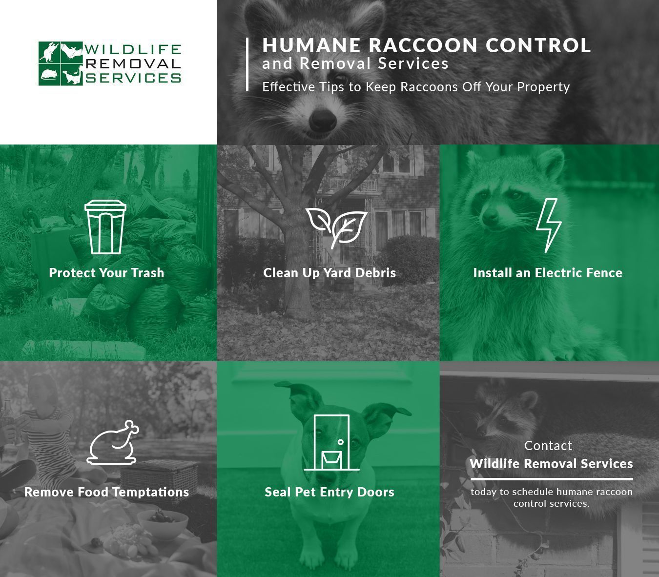 Humane raccoon control services advertisement: tips to keep raccoons away. Green and white graphics.