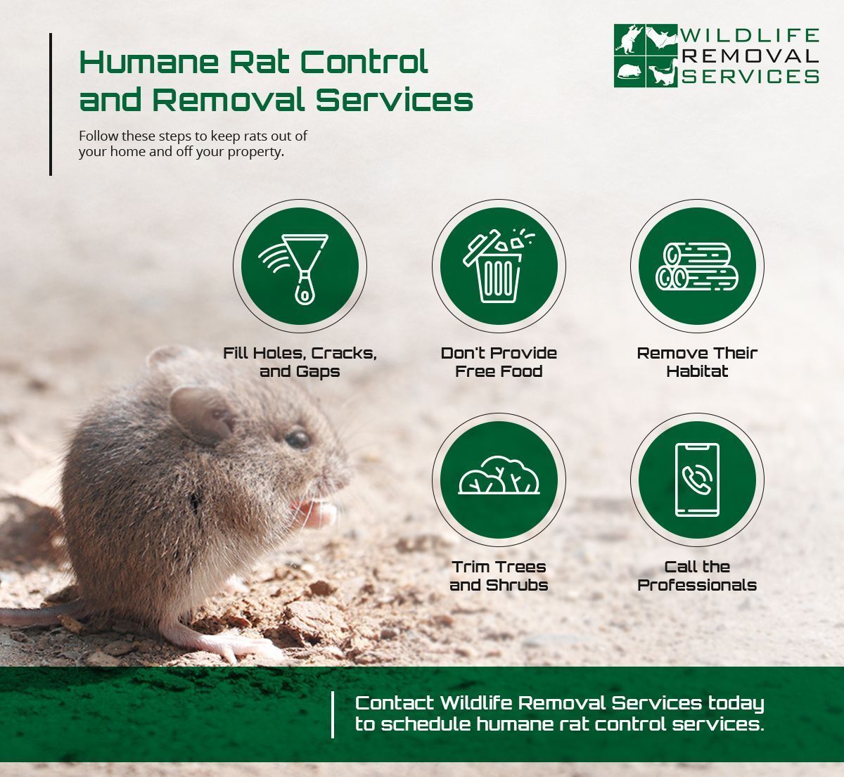 Humane rat control service ad: Mouse, icons, text, green accents, and contact info.