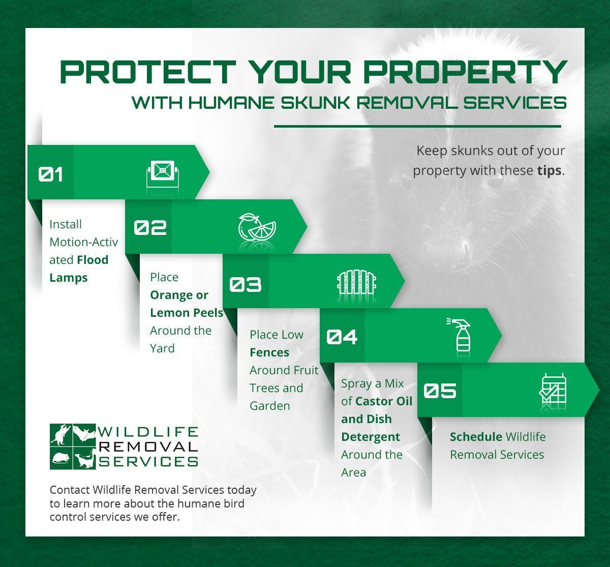 Infographic: Protect property from skunks using humane removal services. Includes tips like fencing and scheduling services.