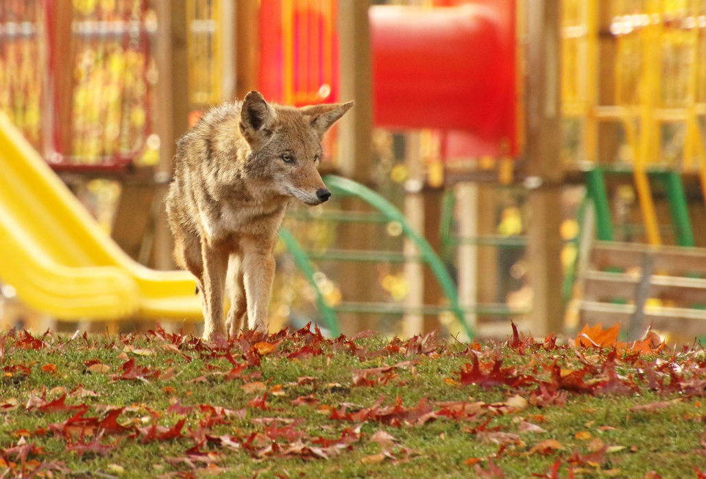 Image placeholder with gray background and centered text