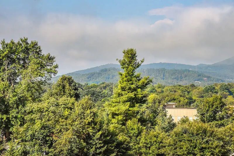 A view of a forest with mountains in the background.