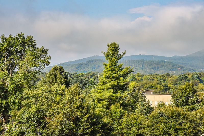 A view of a lush green forest with mountains in the background.
