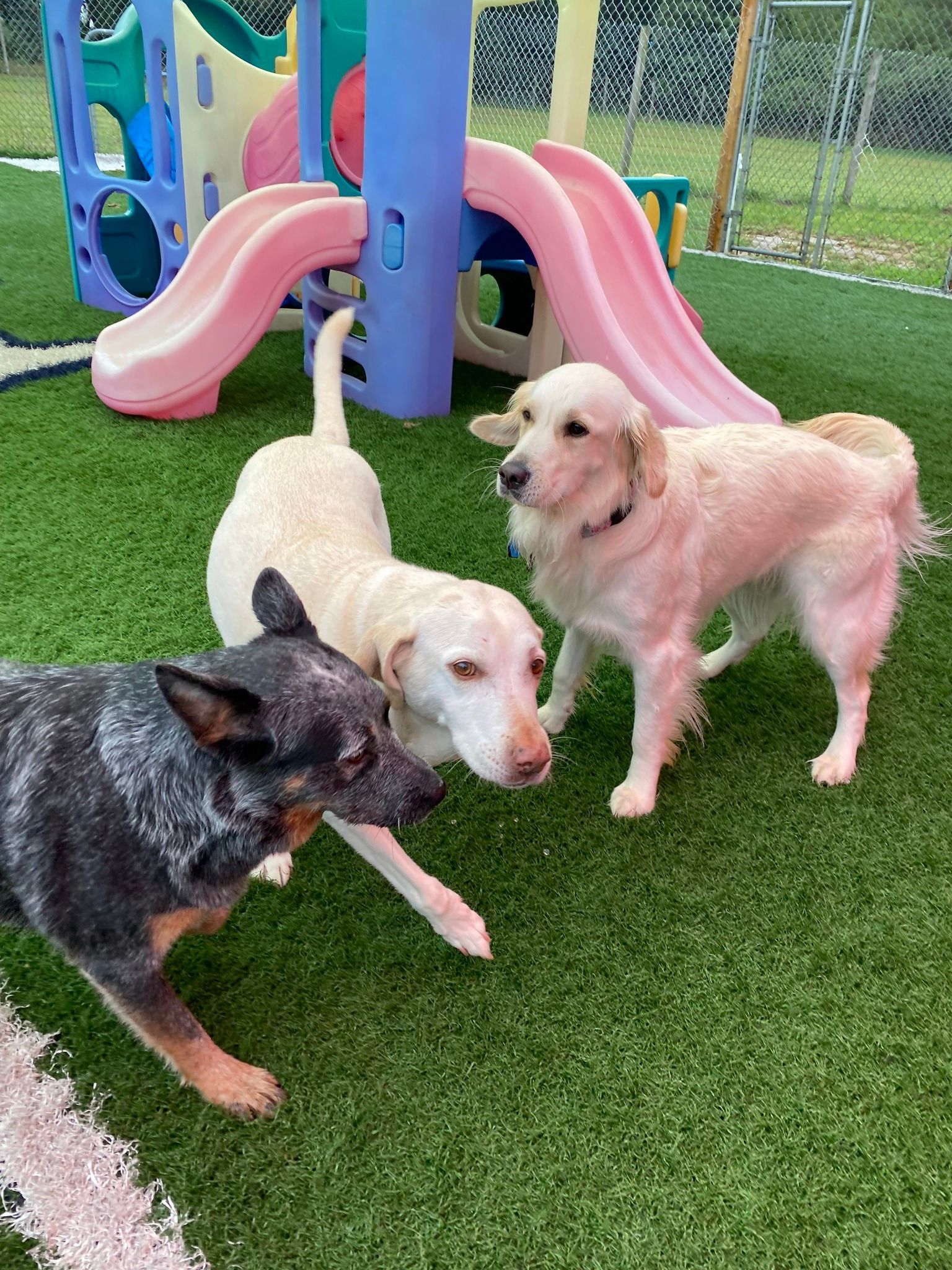 Dogs walking on play area