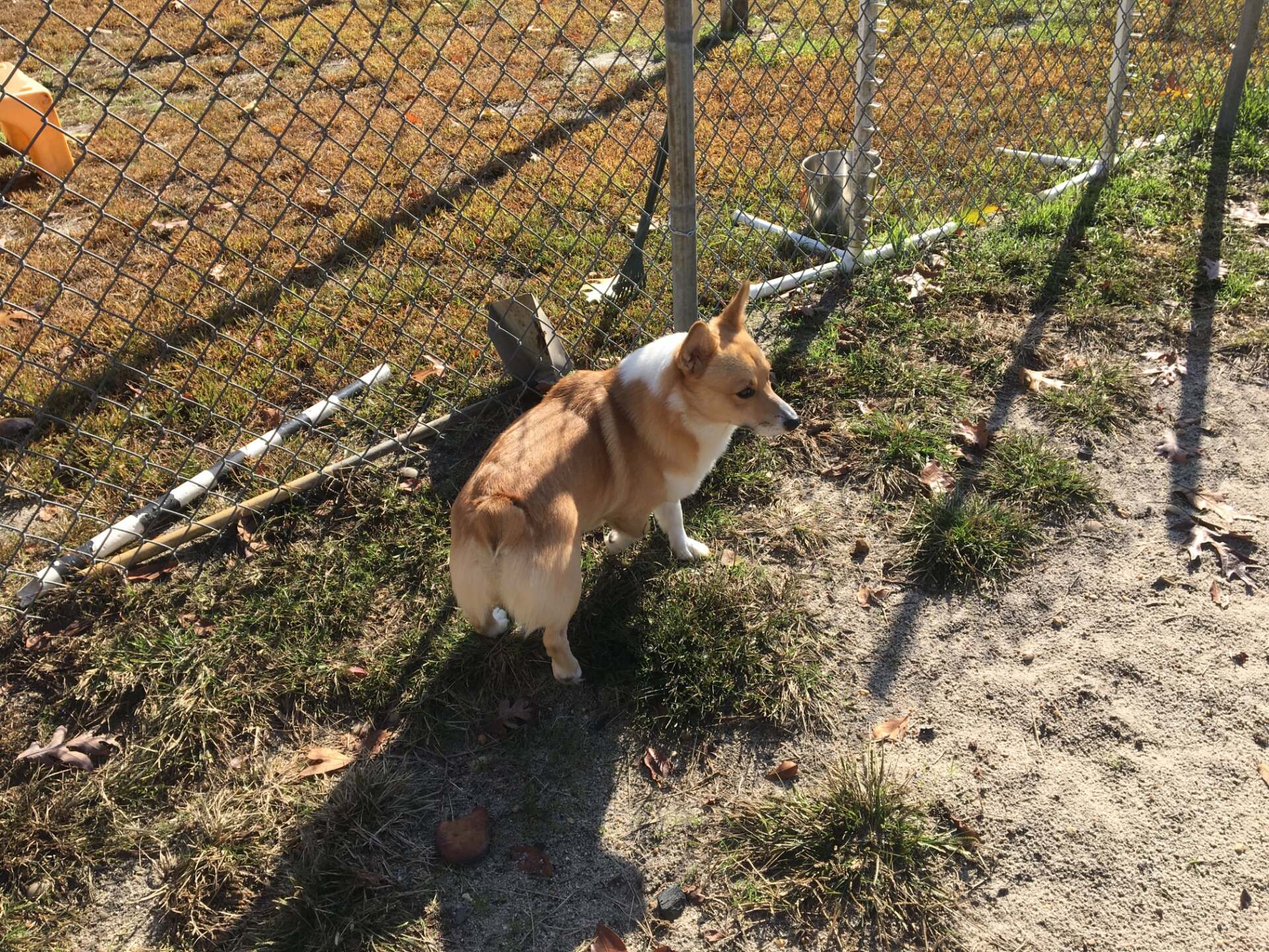 All Seasons Pet Resort Photo Gallery Freehold, NJ