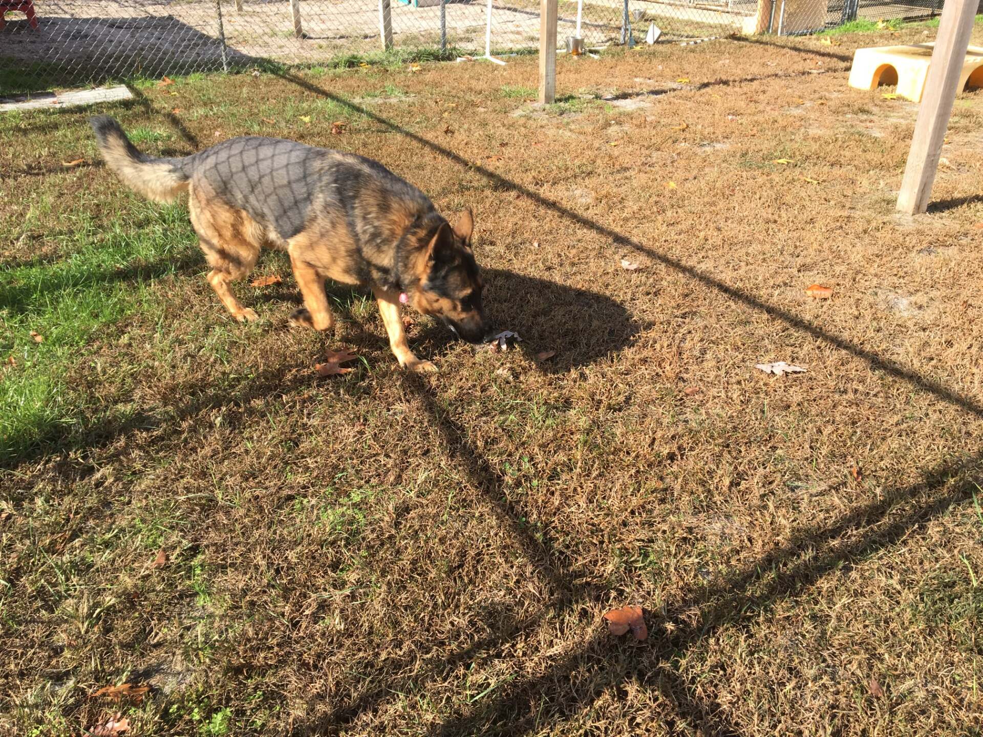 All Seasons Pet Resort Photo Gallery Freehold, NJ