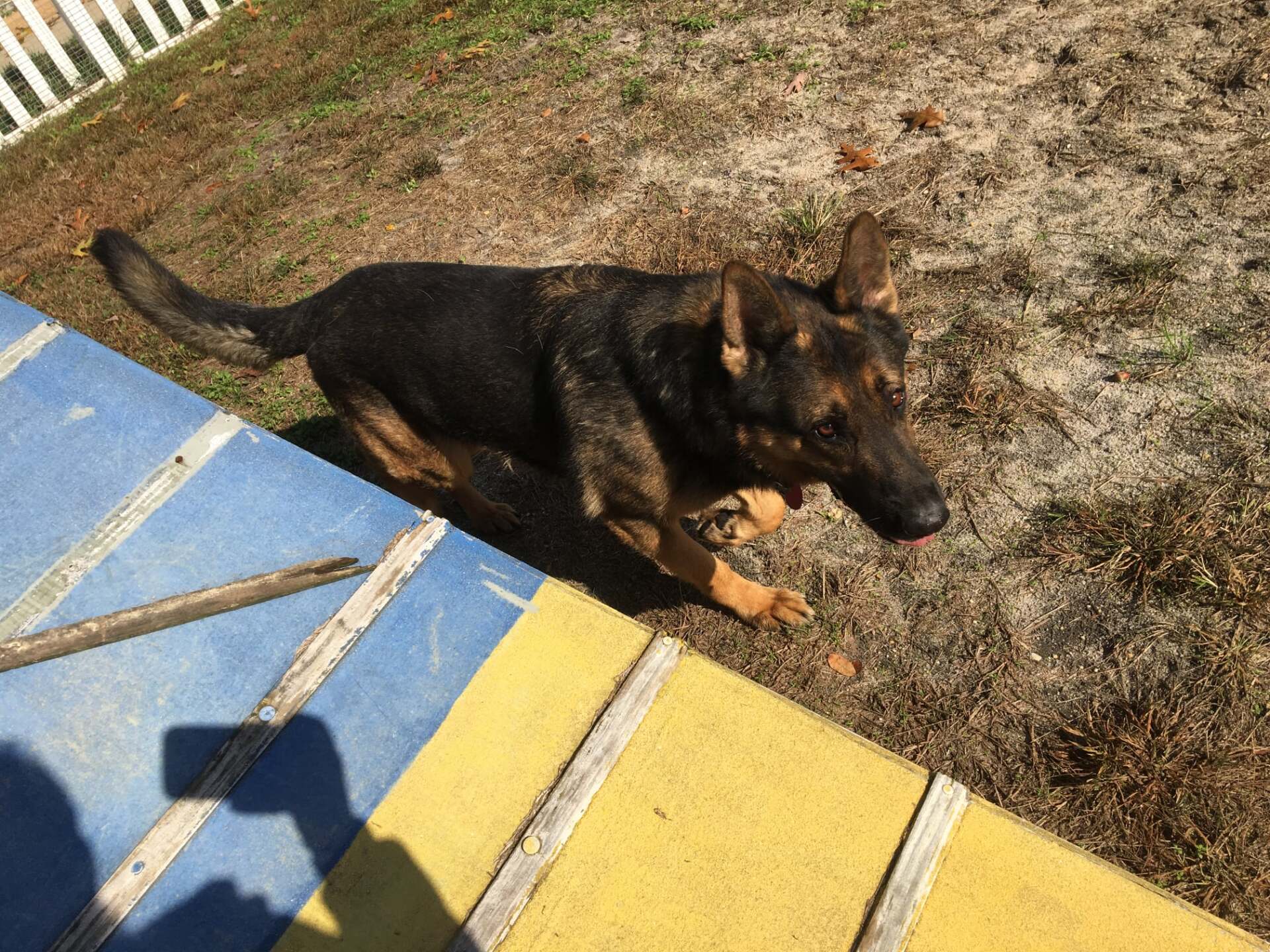 All Seasons Pet Resort Photo Gallery Freehold, NJ