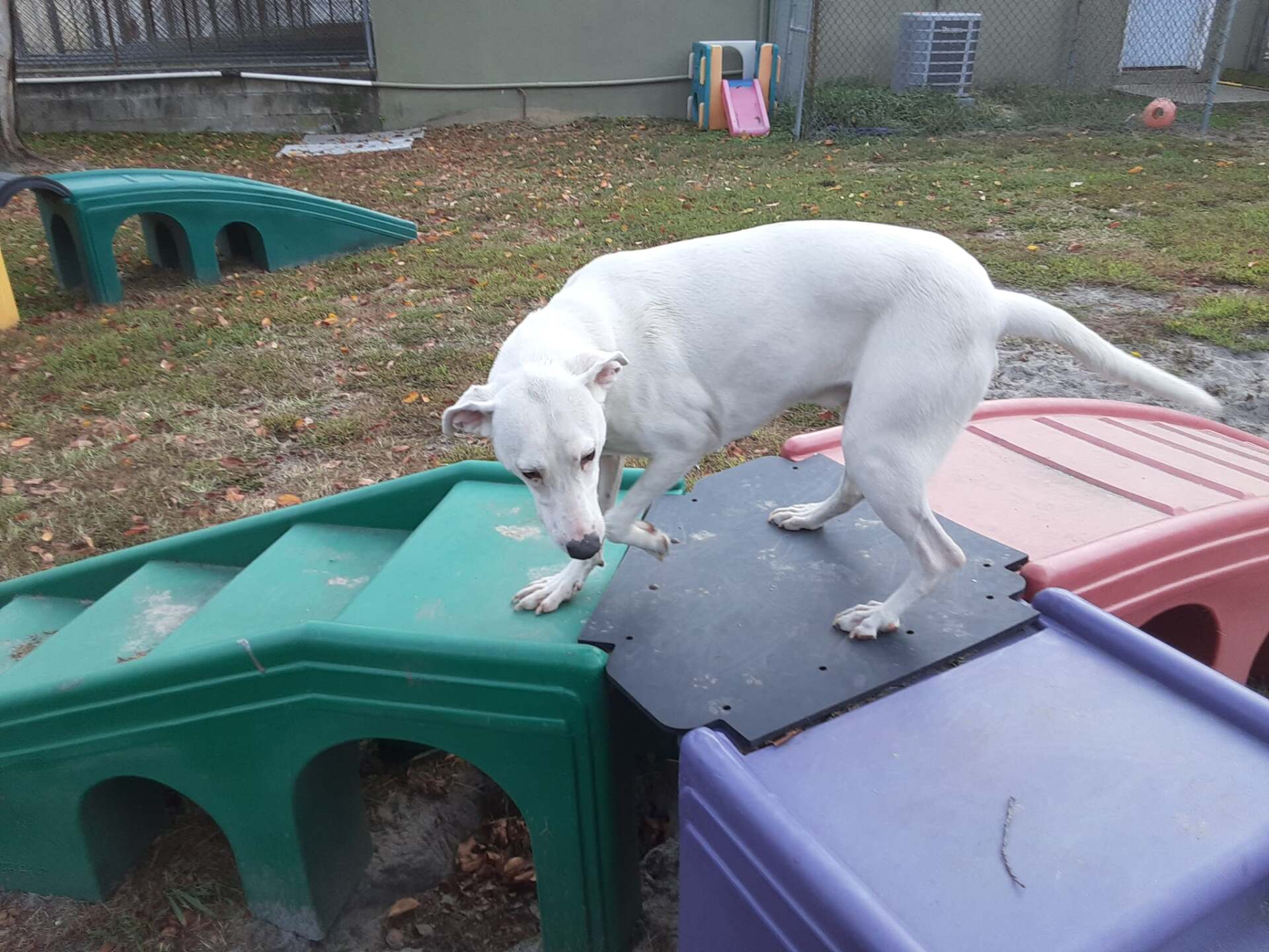 All Seasons Pet Resort Photo Gallery Freehold, NJ