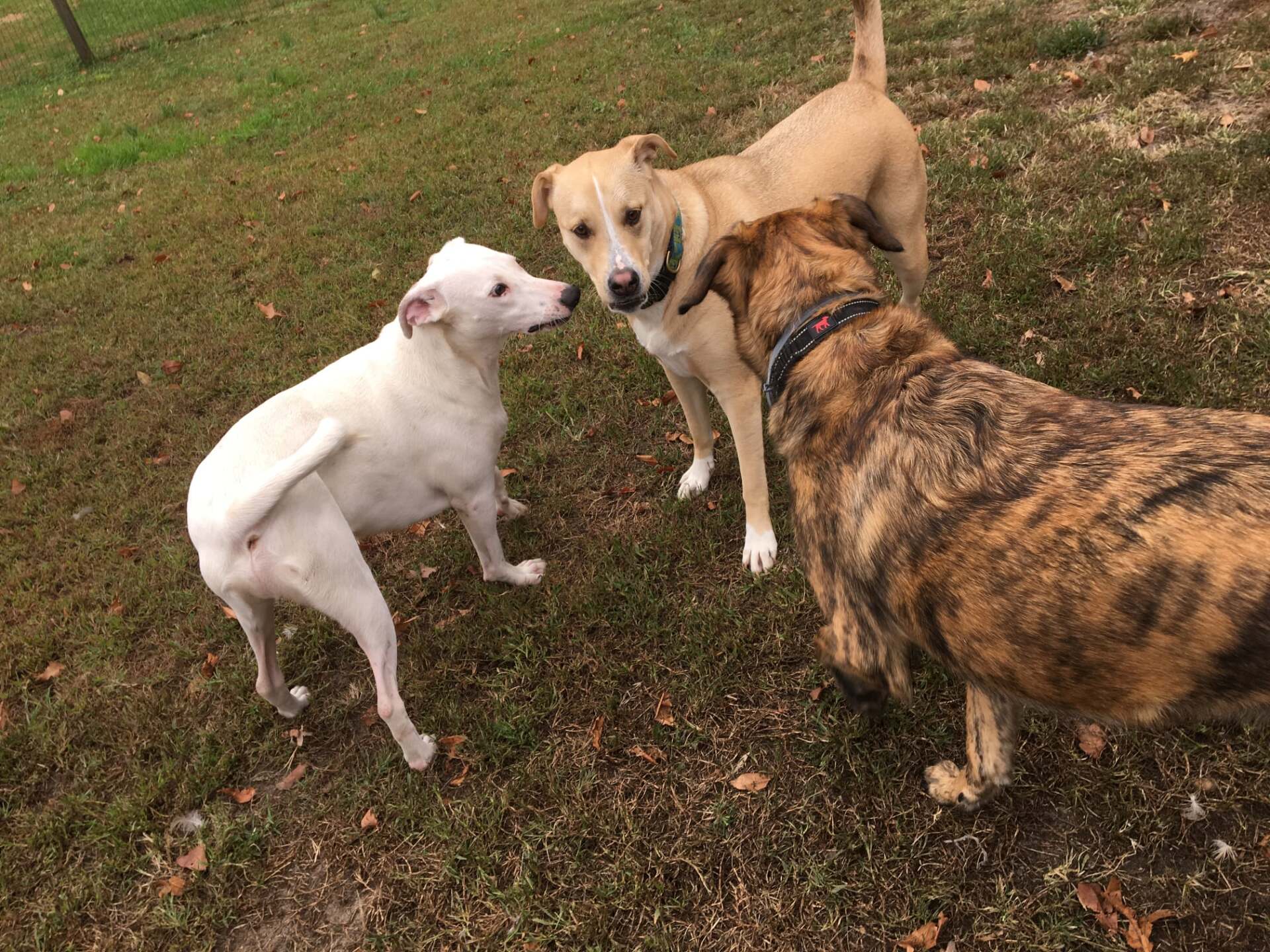 All Seasons Pet Resort Photo Gallery Freehold, NJ