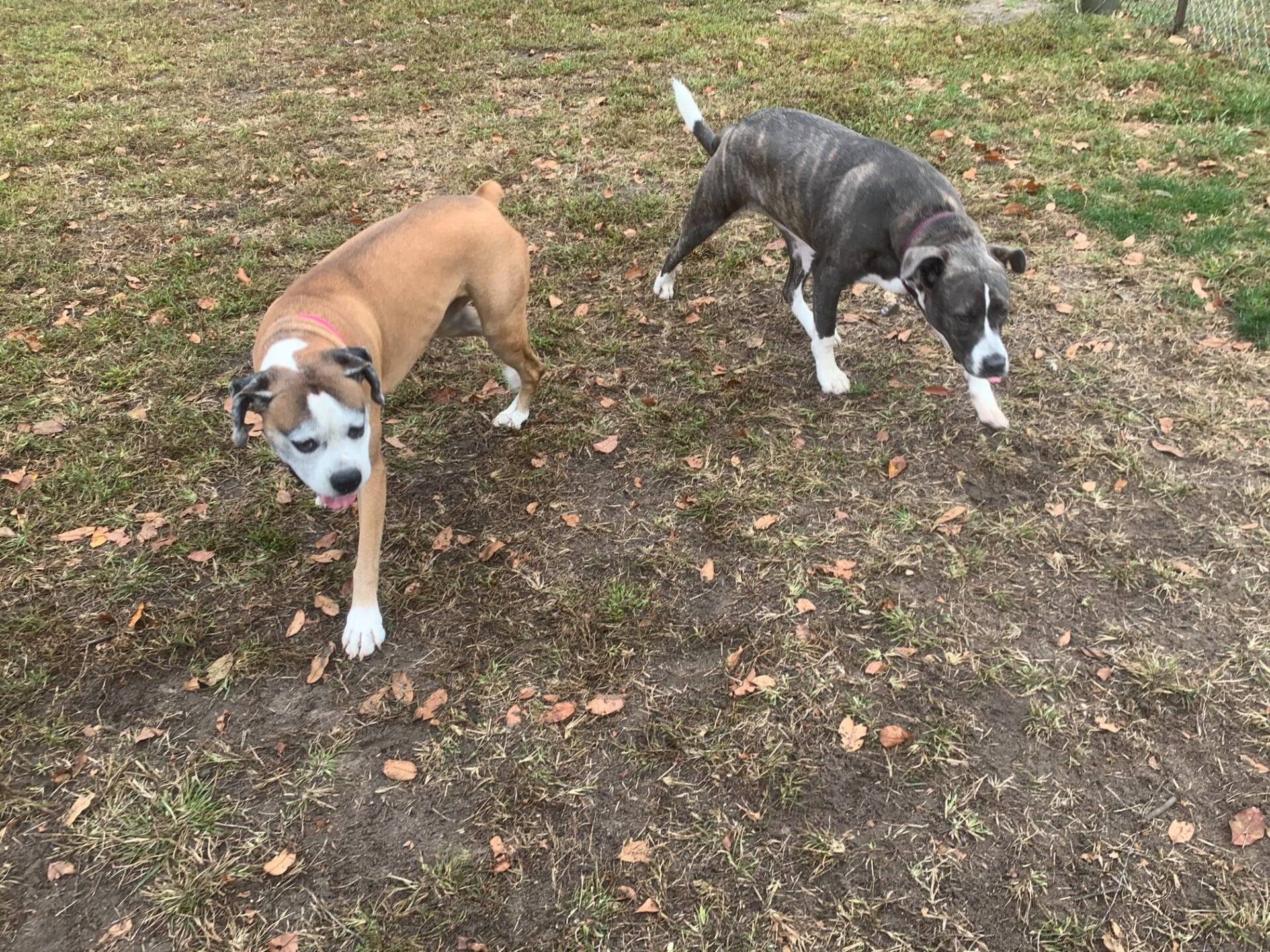 All Seasons Pet Resort Photo Gallery Freehold, NJ