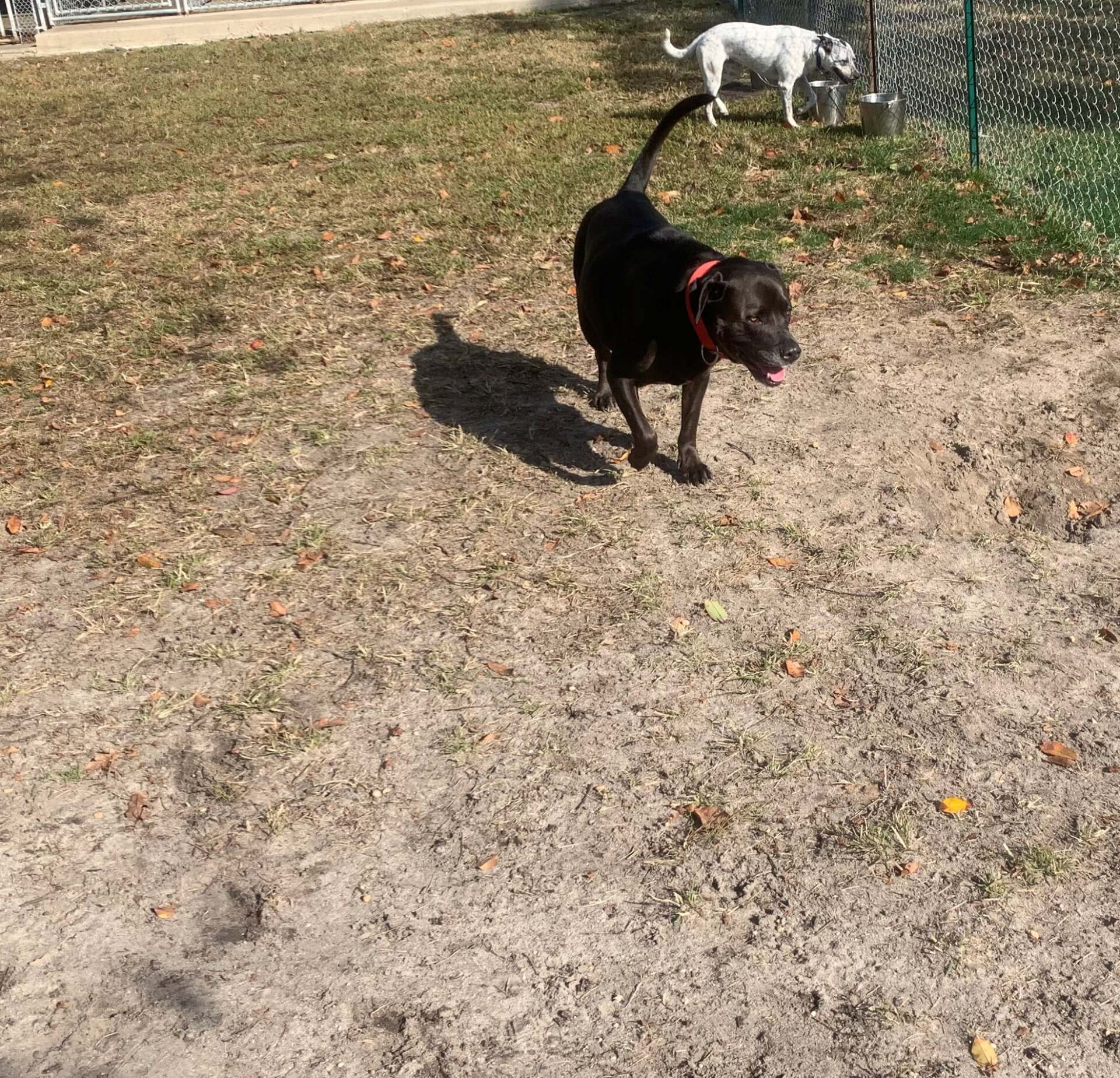 All Seasons Pet Resort Photo Gallery Freehold, NJ