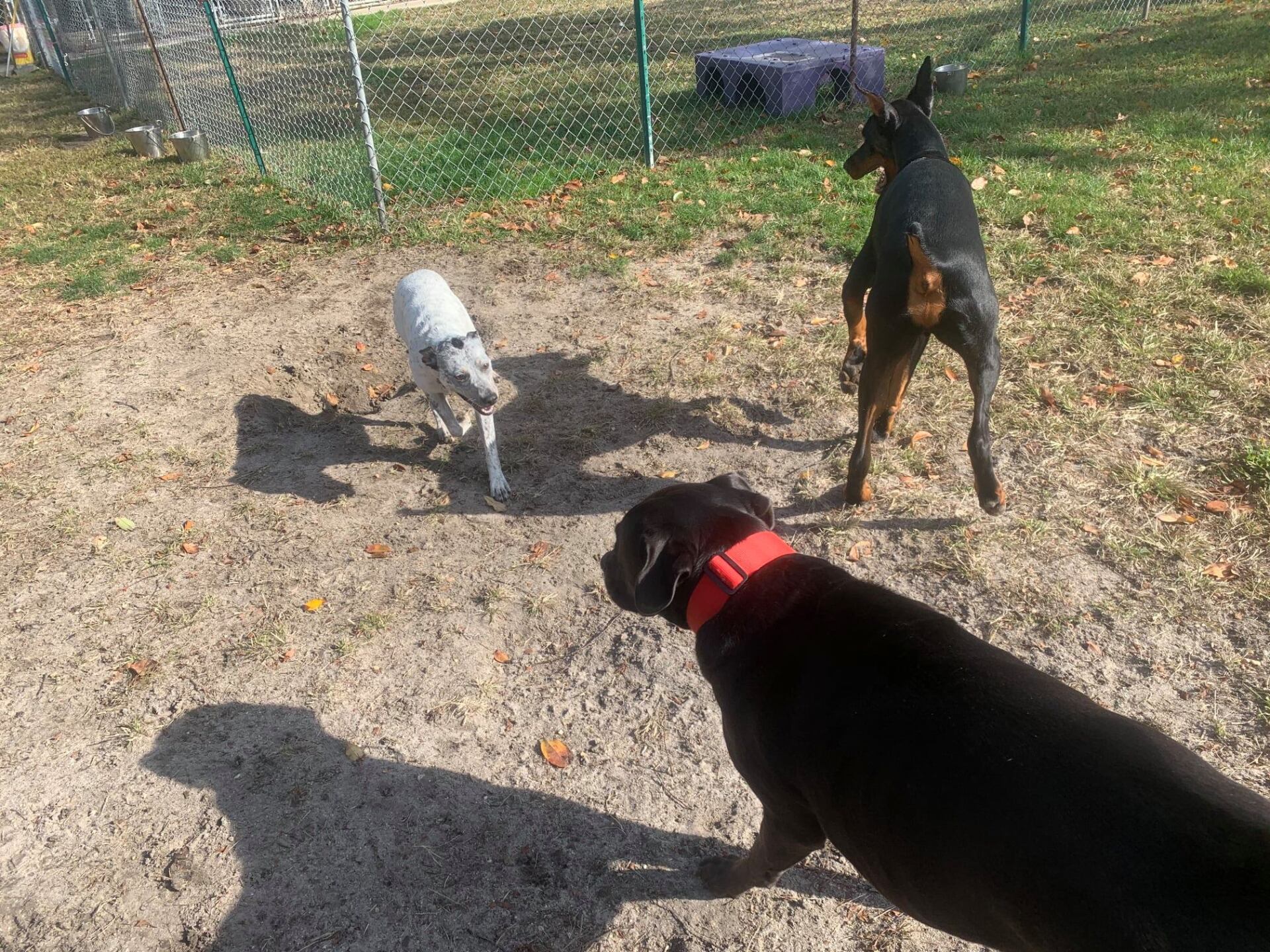 All Seasons Pet Resort Photo Gallery Freehold, NJ