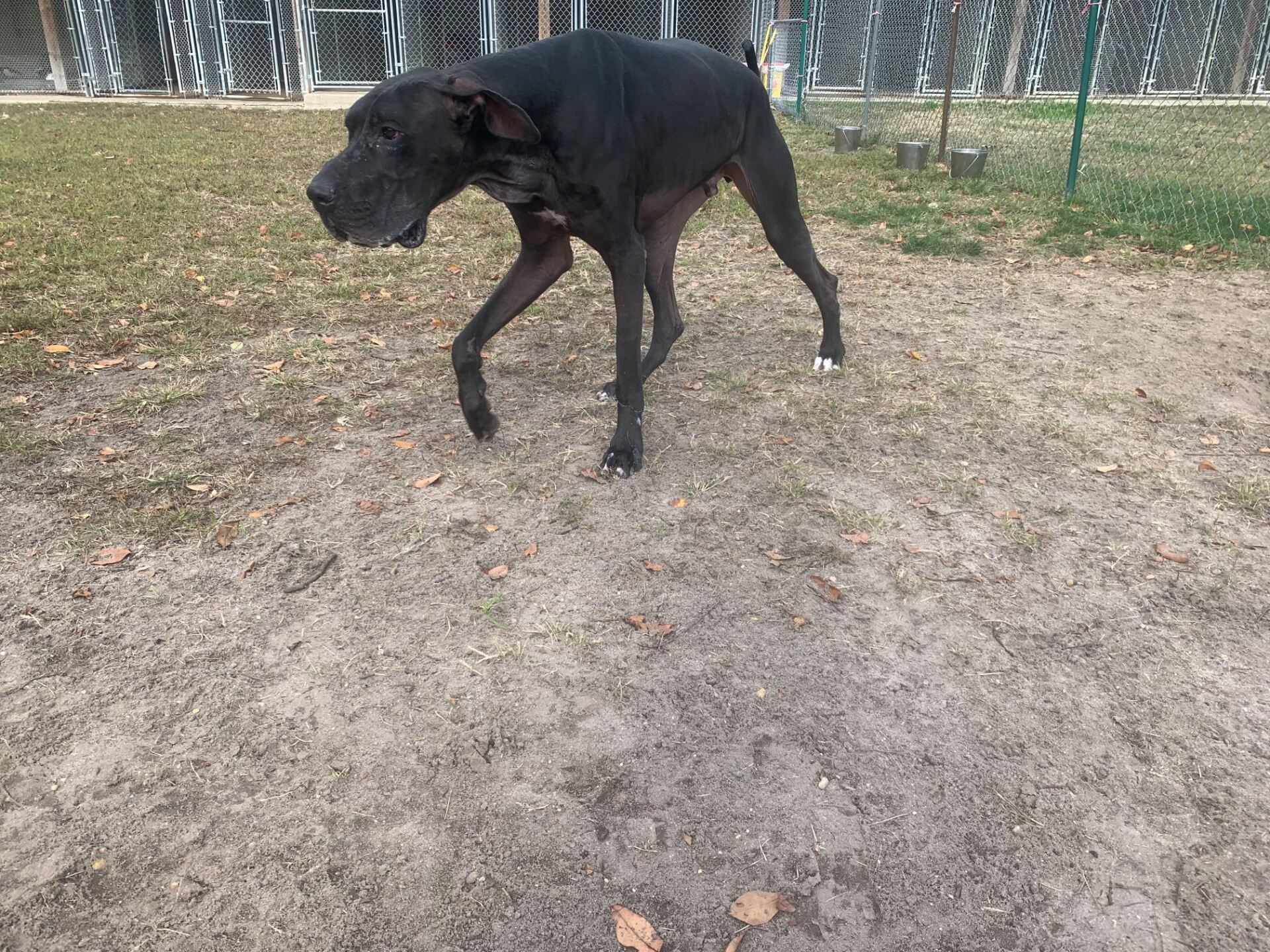 All Seasons Pet Resort Photo Gallery Freehold, NJ