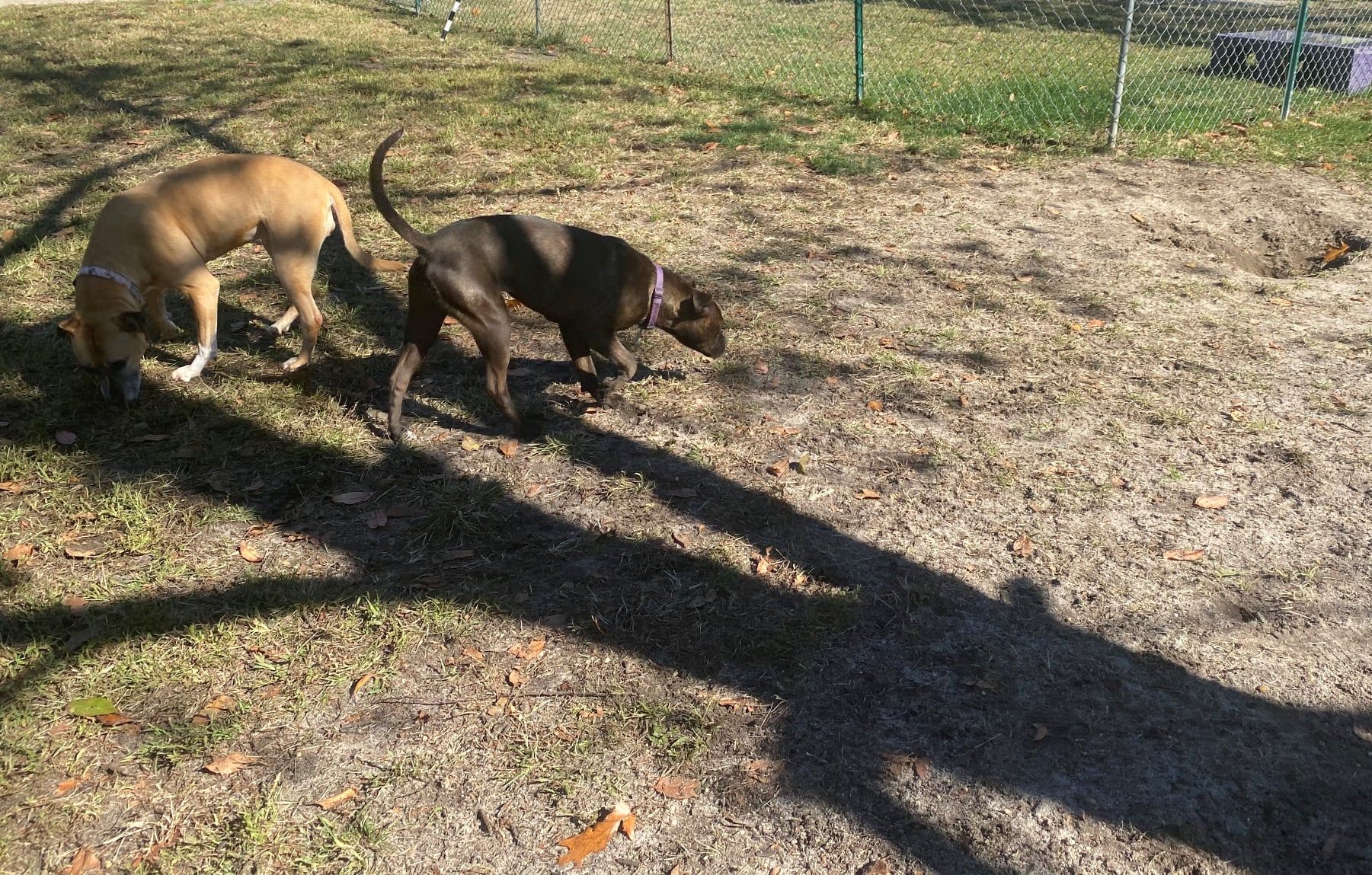 All Seasons Pet Resort Photo Gallery Freehold, NJ