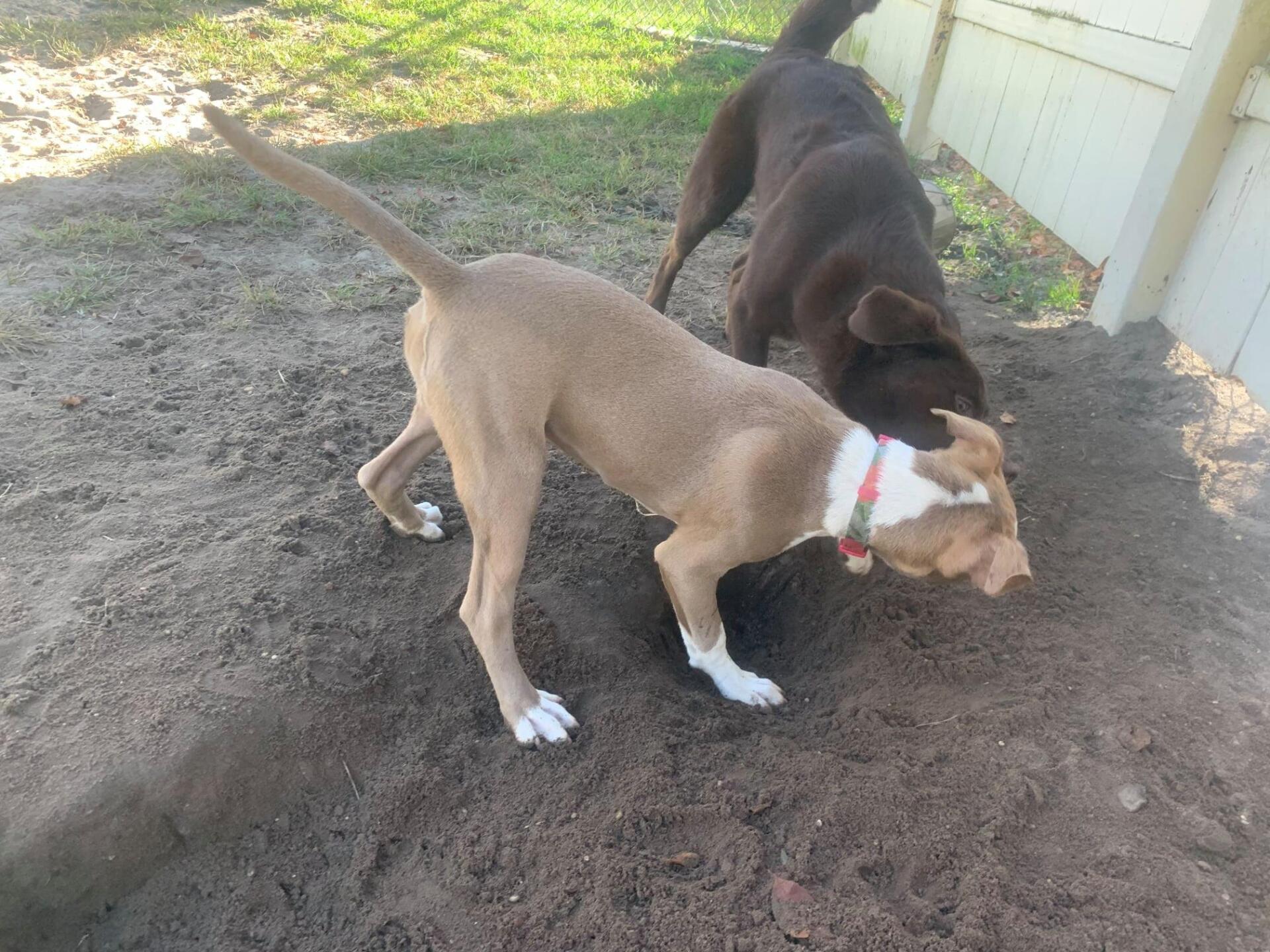 All Seasons Pet Resort Photo Gallery Freehold, NJ