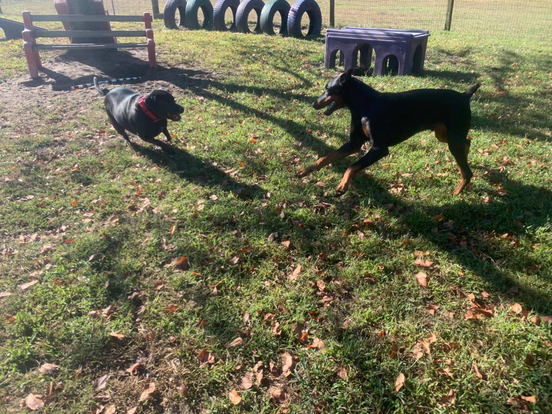 All Seasons Pet Resort Photo Gallery Freehold, NJ