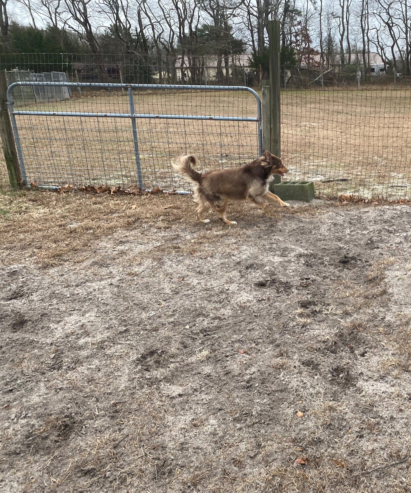 All Seasons Pet Resort Photo Gallery Freehold, NJ