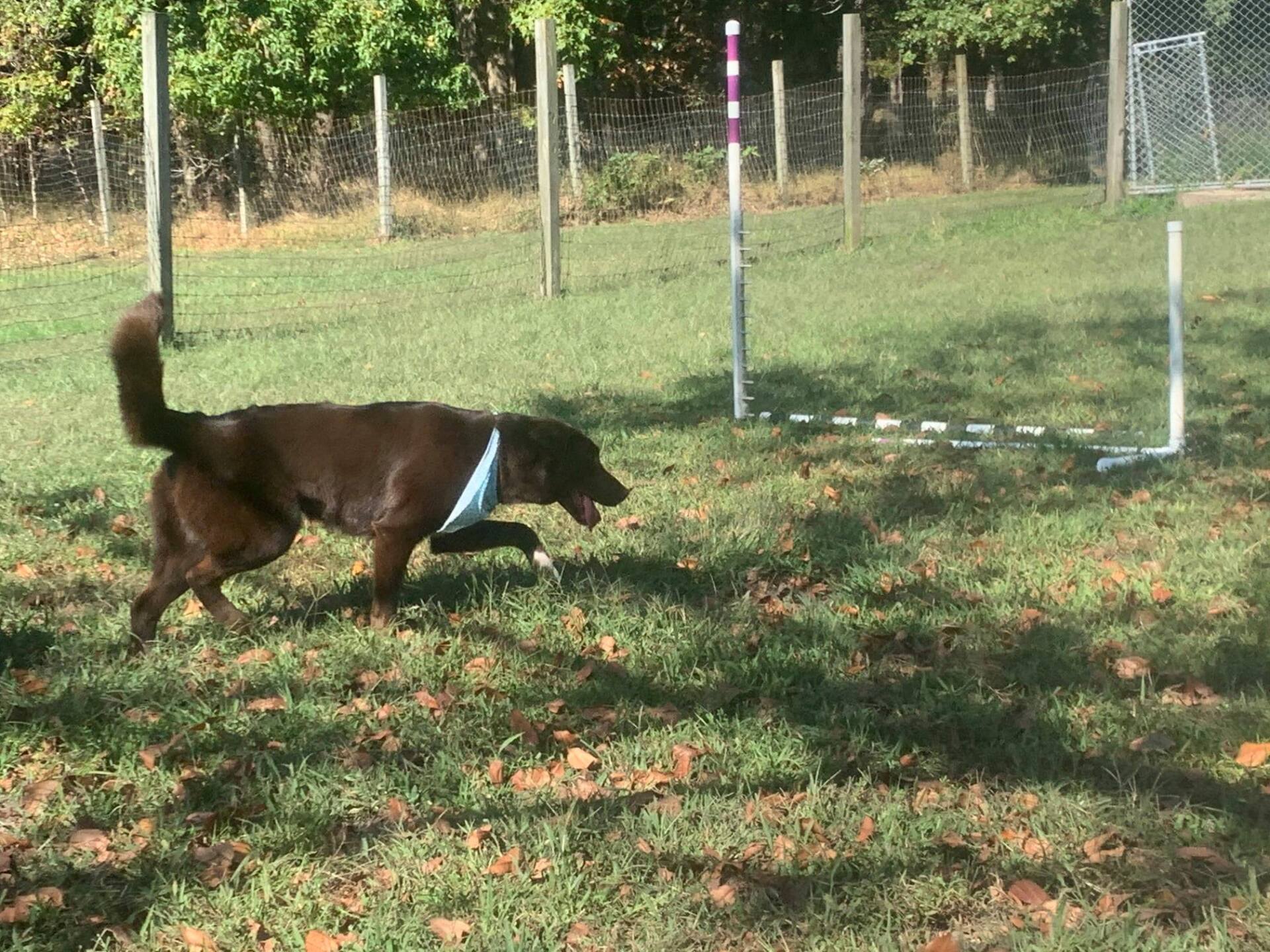 All Seasons Pet Resort Photo Gallery Freehold, NJ