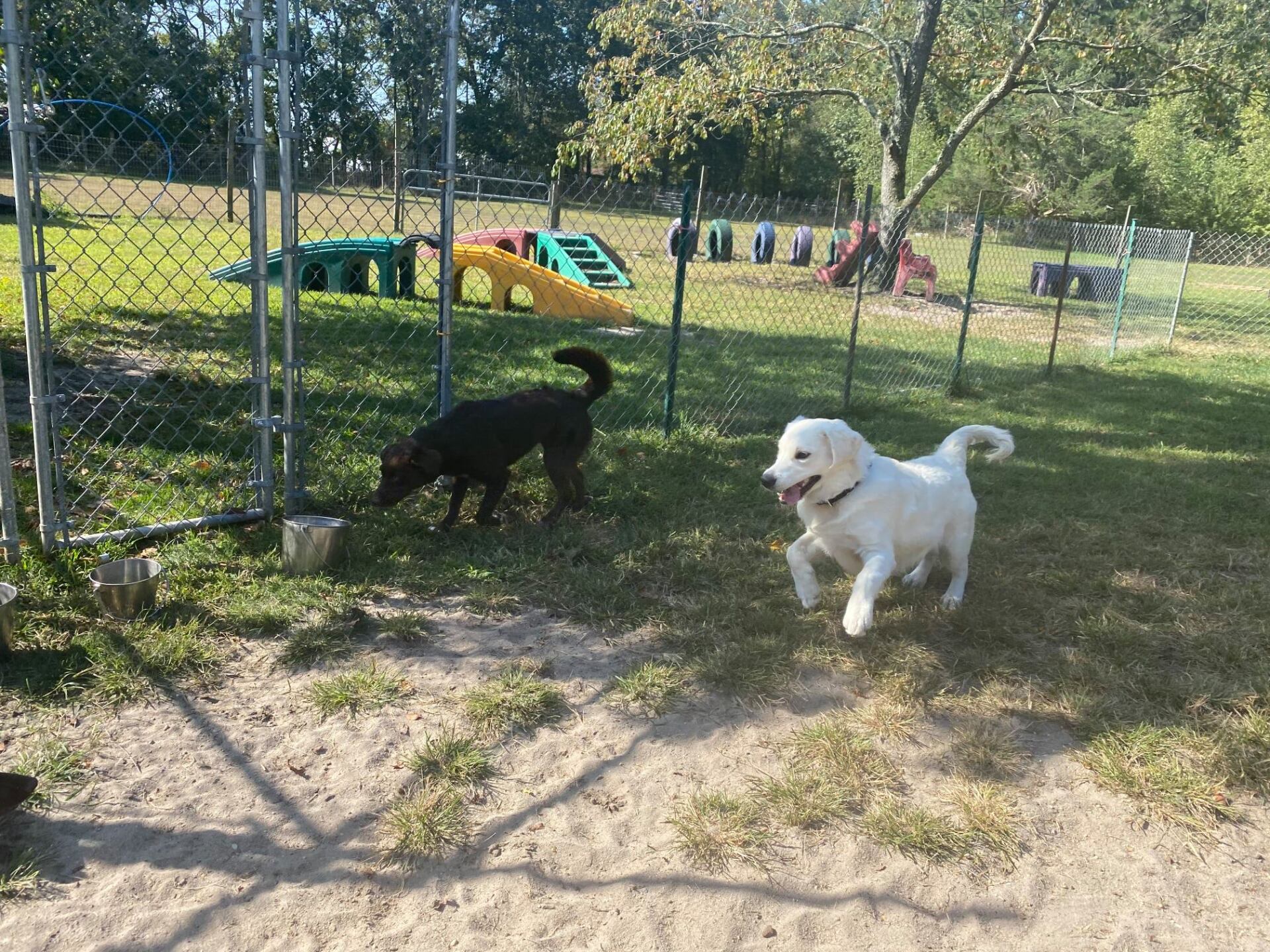 All Seasons Pet Resort Photo Gallery Freehold, NJ