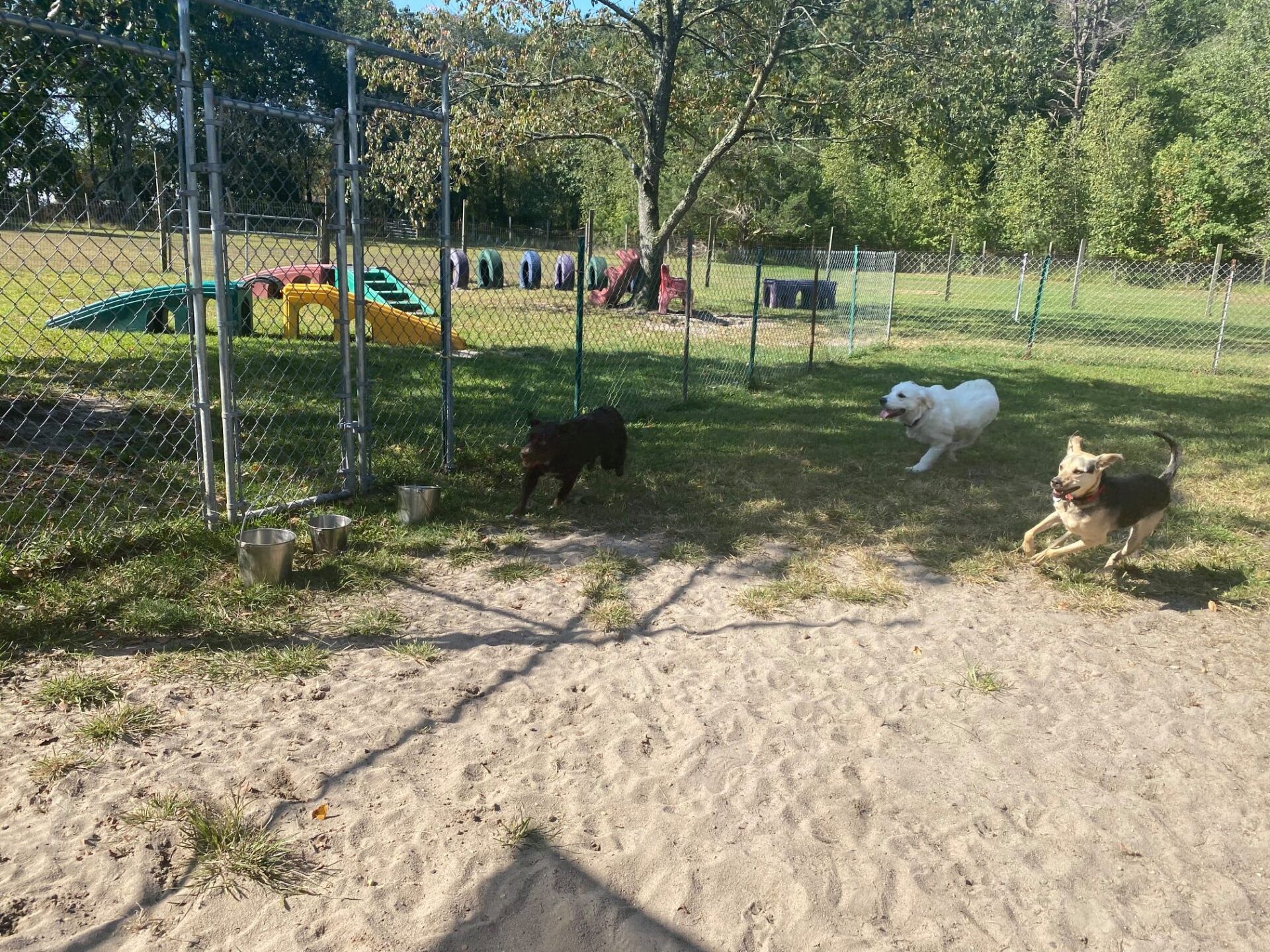 All Seasons Pet Resort Photo Gallery Freehold, NJ