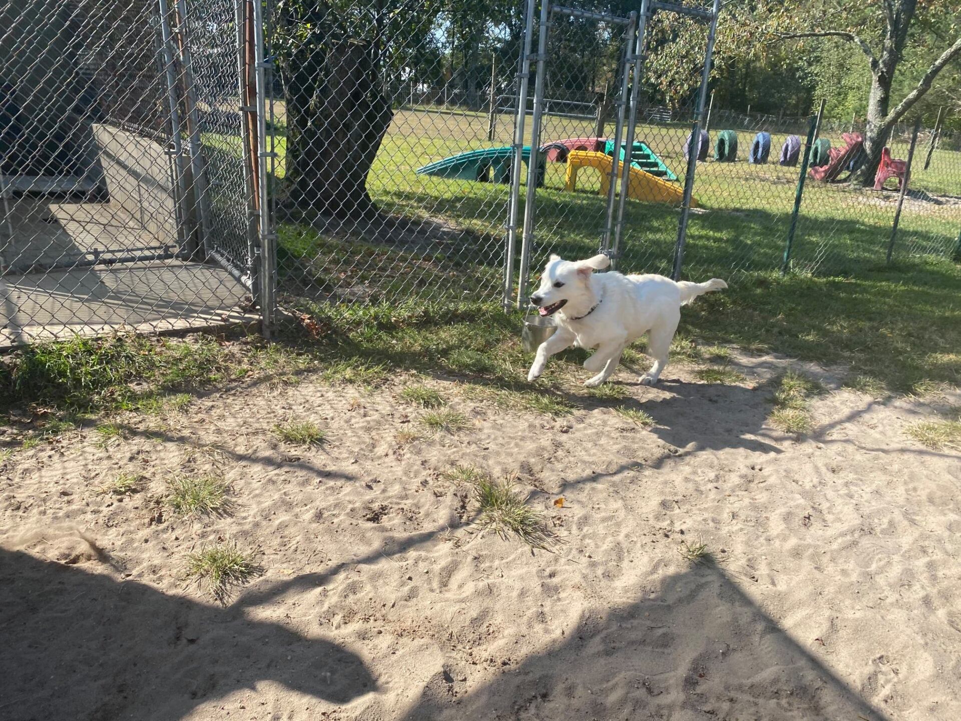 All Seasons Pet Resort Photo Gallery Freehold, NJ