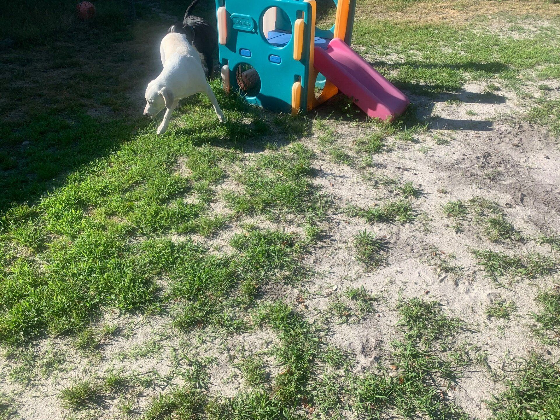 All Seasons Pet Resort Photo Gallery Freehold, NJ