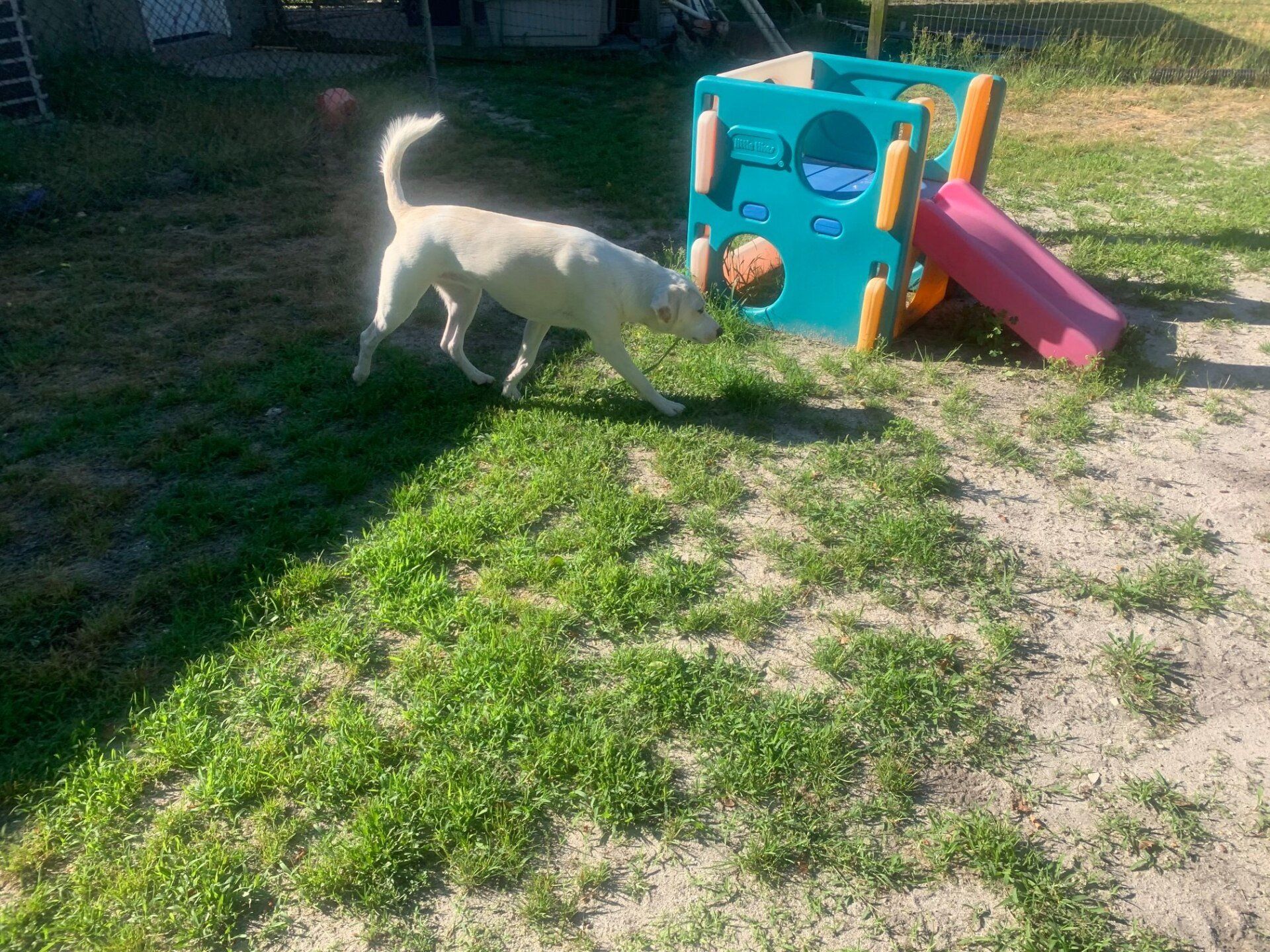 All Seasons Pet Resort Photo Gallery Freehold, NJ