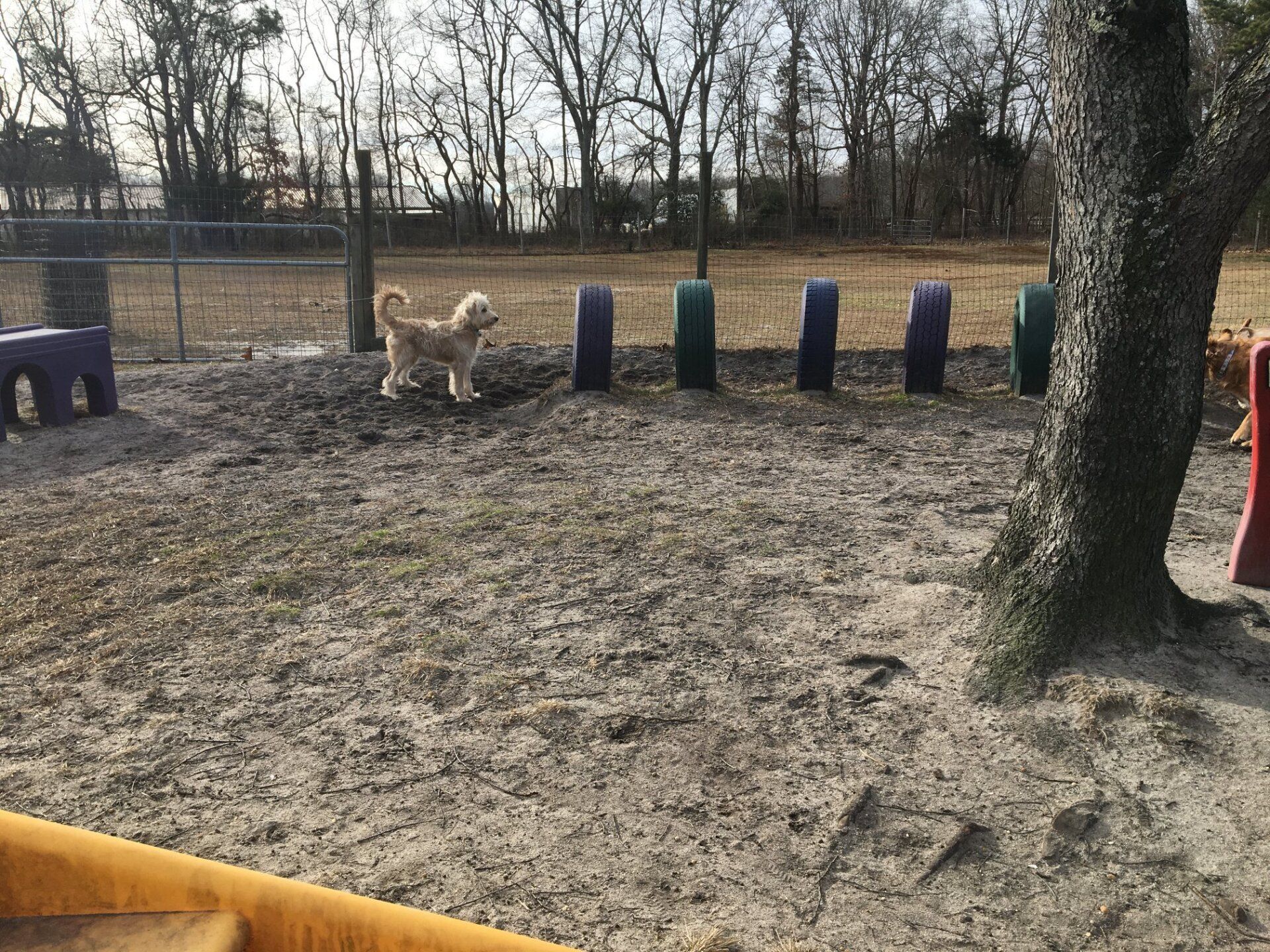 All Seasons Pet Resort Photo Gallery Freehold, NJ