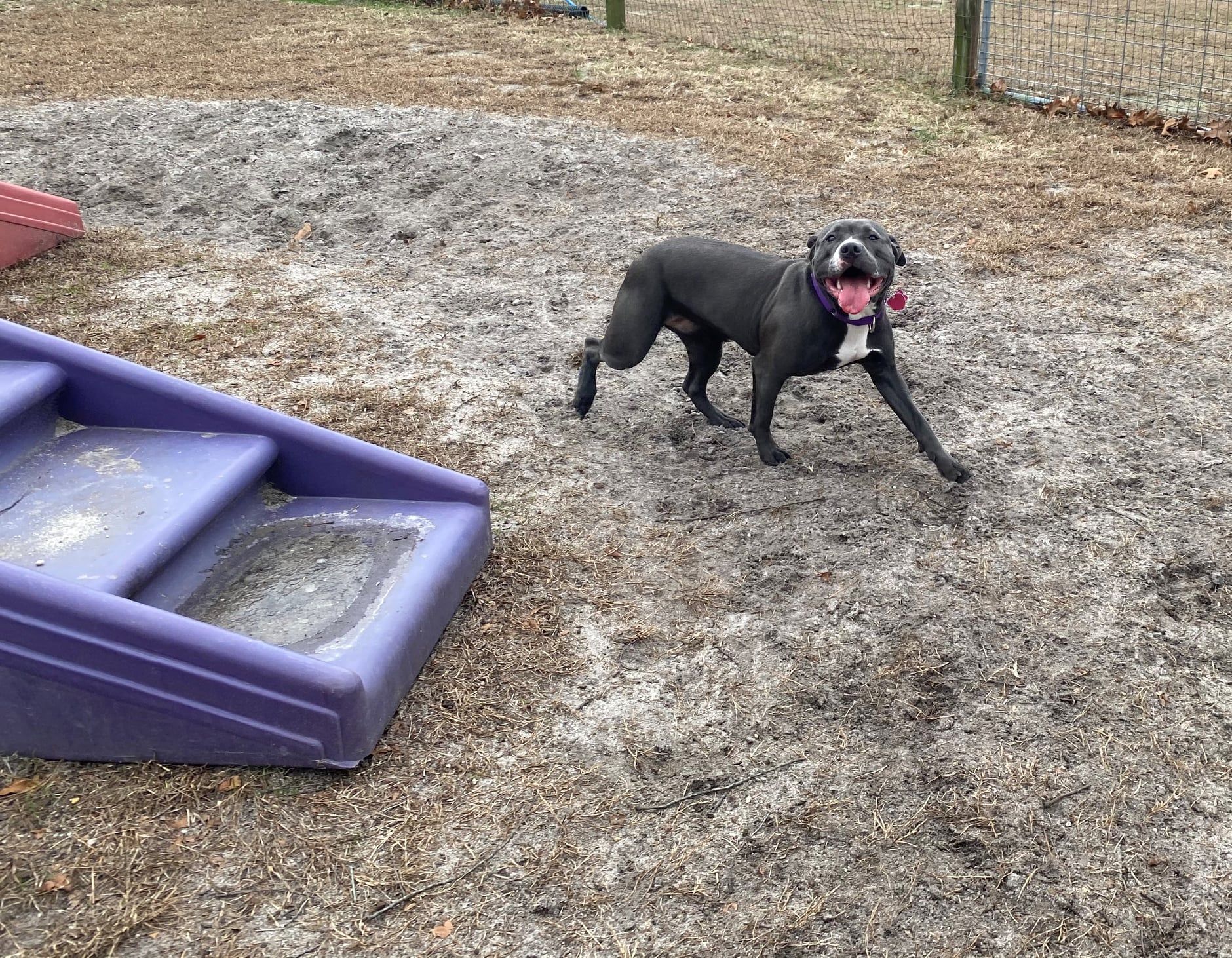 All Seasons Pet Resort Photo Gallery Freehold, NJ